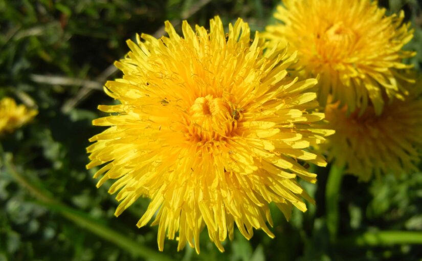 Löwenzahnblüte