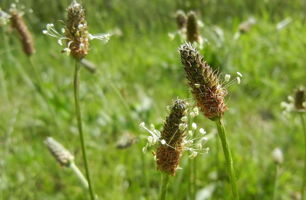blühender Spitzwegerich in einer Wiese