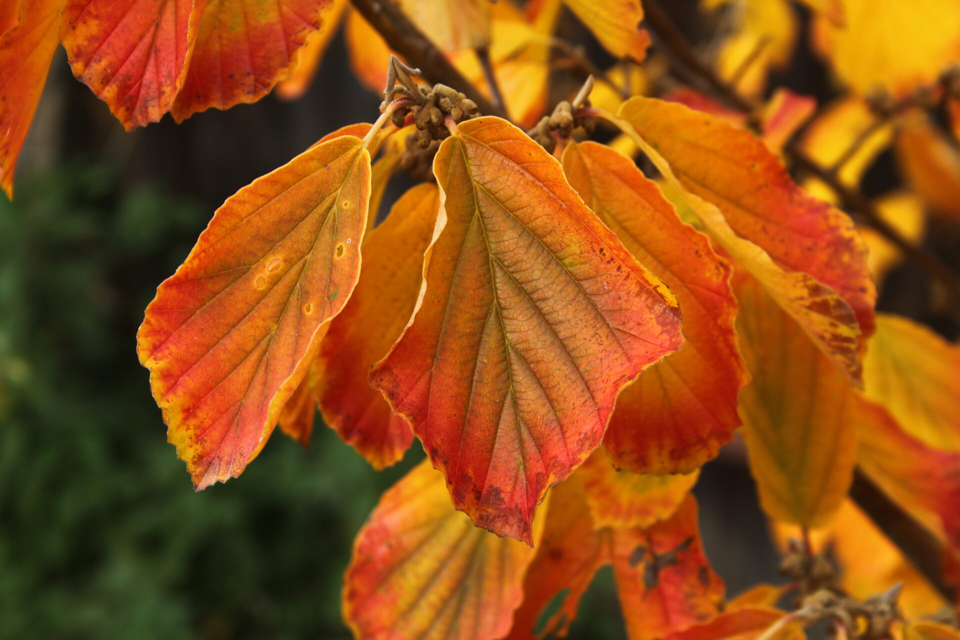 Hammamelis im Herbstkleid
