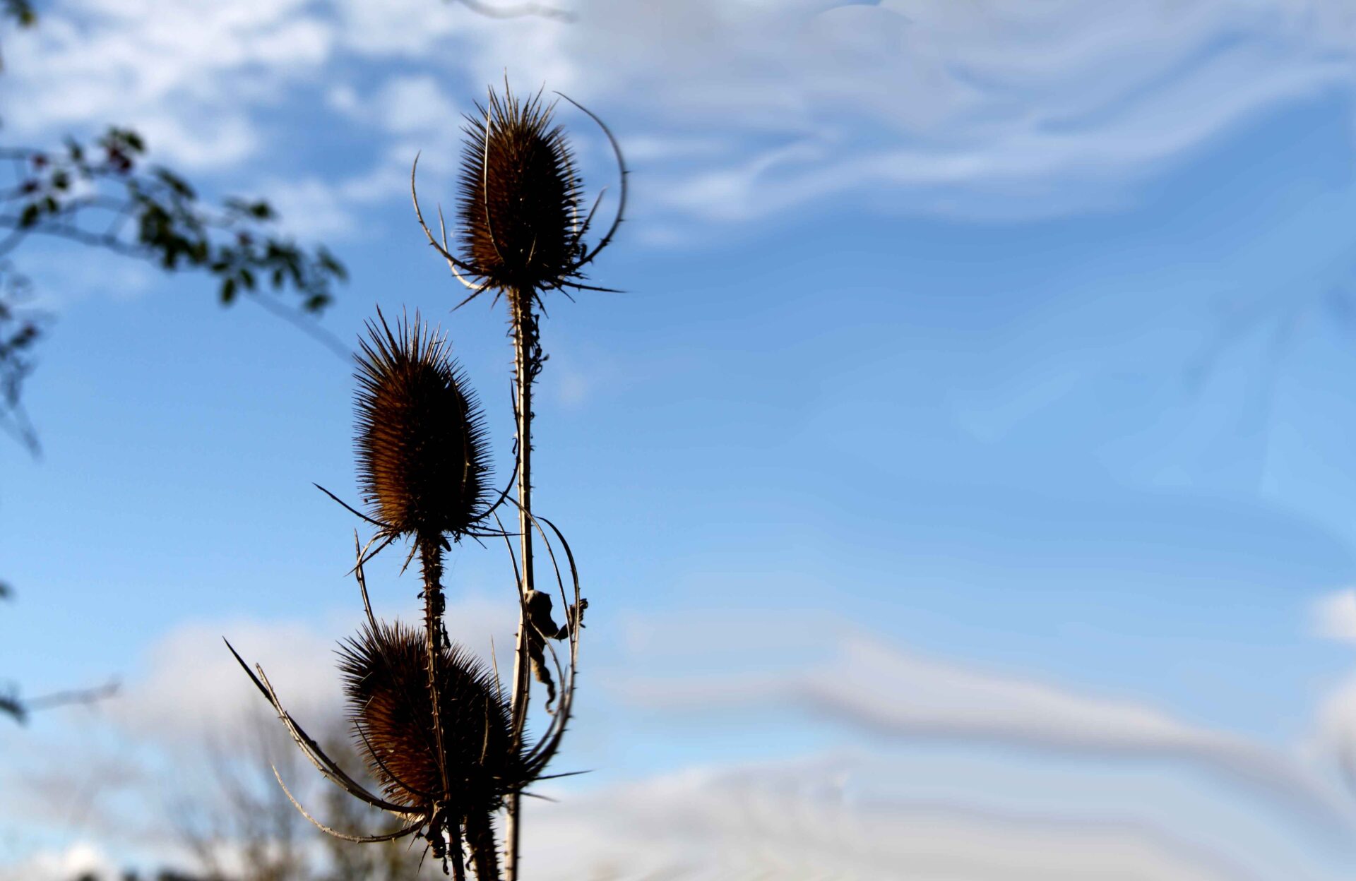 Karde im Winter